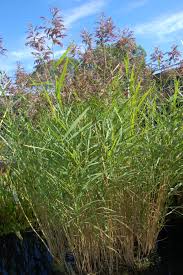 Image result for Phragmites australis