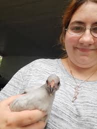 What breed is my 5-week-old chick?