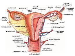 The organs involved in the process of reproduction, hormones that regulate a woman's body, the menstrual cycle, ovulation and pregnancy, the female's role. Human Female Reproductive System Diagram Female Anatomy Uterus Diagram Human Anatomy Library Eschool