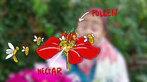 The bee is not necessarily trying to do this on purpose, but we are thankful that it does because pollination promotes flower reproduction. Science Ks1 Ks2 What Is Pollination And How Does It Work Bbc Teach