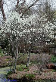 Use the keywords and images as guidance and inspiration for your articles, blog posts or advertising campaigns with various. Https Pa Audubon Org Sites Default Files Crawford Trees And Shrubs Eligible For Stormwater Credits Pdf