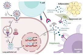 (vaccine adverse events reporting system, usa). Frontiers The Impact Of Polyphenols Based Diet On The Inflammatory Profile In Covid 19 Elderly And Obese Patients Physiology