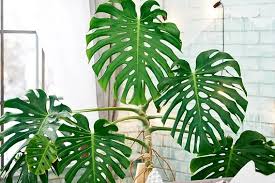Image result for Monstera
