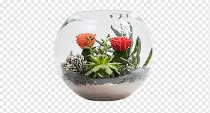 What's more, many seed companies sell packets of mixed cacti seed, so you're never quite sure what you're going to grow. Flowerpot Succulent Plant Cactus Garden Bowl Bright Bouquet Glass Cactaceae Flower Png Pngwing