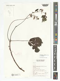 Image result for Triumfetta cordifolia