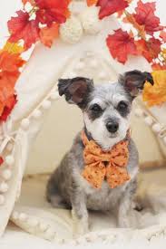 Orange Floral Dog Collar And Girl Bow For Dogs And Cats Handmade In Canada By Darling Dear Co Floral Dog Collars Stylish Dogs Dog Cat