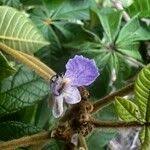 Image result for Vitex doniana
