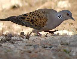 European Turtle Dove Life Expectancy