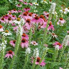 100 bellissime fotografie ad alta risoluzione sono adatte al tuo desktop. Mix Di Fiori Rosa E Bianchi Estivi Per Farfalle