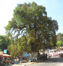 El arte toma las redes con más fuerza para aligerar la carga emocional sobre el bombardeo de noticias sobre la situación con la. Taxodium Mucronatum Ahuehuete Description