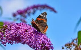 Image result for Komule střídavolisté