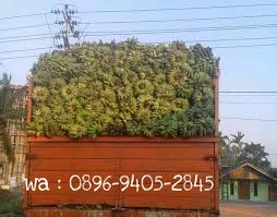 34 likes · 2 talking about this. Jual Pisang Kepok Pontianak Beranda Facebook