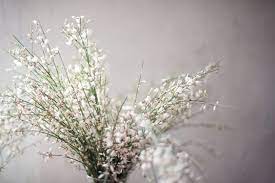 Italian ruscus green filler flower, green ivy green filler flower, vendela ivory rose, million star bulk baby's breath flower, bright pink textured filler flower pack, a rose full of romance, antique pink spray roses, don't make me blush orchid flower. Top 10 Filler Flowers To Know Ebb Flow Flowers