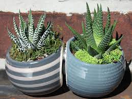 How To Grow And Care For Zebra Plants World Of Succulents Zebra Plant Plants Plant Care