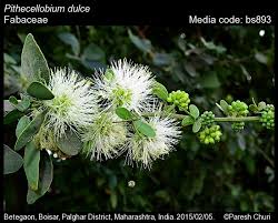 Image result for Pithecellobium