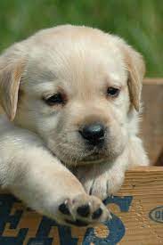 Labrador Retriever Puppy White Box Sith Inquisitor Wallpaper Apple Wallpapeprscraft Chien Chiot Photo Chien