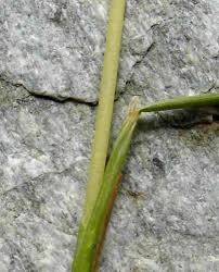 Image result for Festuca africana