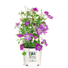 After you choose which bouquet you would like. Viva Pw Clematis Viva Polonia Plant The Home Depot Canada