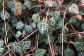 Image result for Ceropegia achtenii