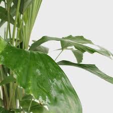 Image result for Caryota