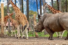 Onze bungalow had een capaciteit van 6 personen. Safari Resort Beekse Bergen Updated 2021 Prices Lodge Reviews Hilvarenbeek North Brabant Tripadvisor