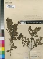 Image result for Psydrax locuples