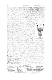 Image result for Wahlenbergia collomioides