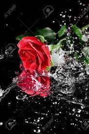 More than 10,000 happy customers. One Red Rose With Water Drops Lying On Black With Reflection Stock Photo Picture And Royalty Free Image Image 80233564
