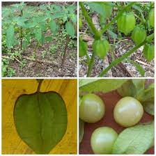 Jom ketahui khasiat pokok kelulut. Tumbuhan Pokok Letup Letup Kelambu Yang Unik Blog Santai Santai Jerr