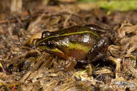 Image result for Micrococca capensis