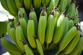 Organic aphid spray made with tomato leaves. Growing Banana Plants In Backyard Planting Guide Gardening Tips