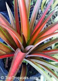 The lethal lava land trope as used in popular culture. Rare Plants Fragrant Flowers Exotic Fruit