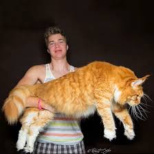 Maine Coon Irkindan Dunyanin En Buyuk Evcil Kedilerinin Yer Aldigi 21 Asil Portre Onedio Com