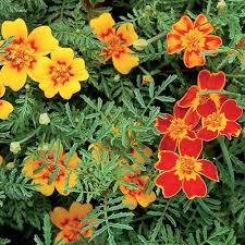 Starfire Signet Marigold Garden Care Flower Seeds Packets Flower Seeds