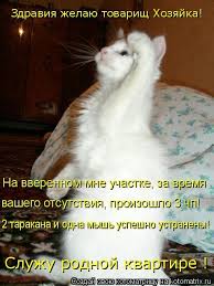 na vverennom mne uchastke za vremya vashego otsutstviya proizoshlo 3 chp sluzhu rodnoj kvartire zdraviya yumor pro koshek smeshnye shutki yumor o zhivotnyh