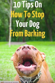 Dog Training Panosundaki Pin