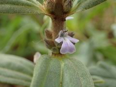 Image result for Ajuga integrifolia