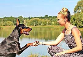 Why your dog growls at strangers. How To Stop A Dog From Growling At Other Dogs For No Reason