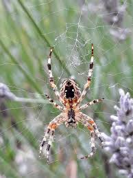 Petite Araignee Petite Araignee Araignee Parcs