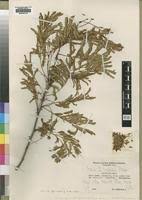 Image result for Acacia goetzei