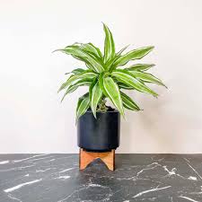 Image result for Dracaena laxissima