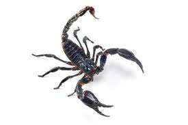 This masked animal is fairly common in los angeles county, ca. Scorpion Exterminators In Los Angeles Ca Five Star Pest Control