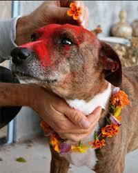 Beautiful Photos Of Pups Celebrated At Nepal S Amazing Dog Festival Anguspost Best Dogs Dogs Animals