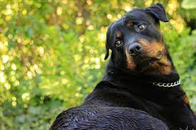 Most dogs will show signs of swelling and soreness in limbs close to joints. Osteosarcoma Bone Cancer In Dogs Petcure Oncology