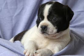 Check spelling or type a new query. Infected Neuter Incision What Does An Infected Neuter Incision Look Like Dogs Cats Pets