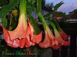 Image result for Droogmansia
