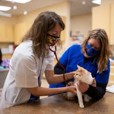 At advanced petcare of oakland, you can be sure your pet is in good hands. Veterinary Services At Franktown Animal Clinic Franktown Co 80116