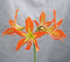 Image result for Hippeastrum
