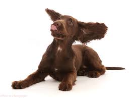 Maybe you would like to learn more about one of these? Dog Chocolate Working Cocker Spaniel Puppy 11 Weeks Old Photo Wp47999