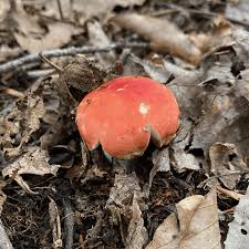 Image result for Rangaeris muscicola